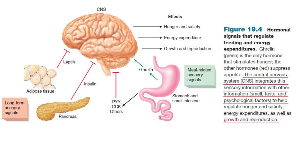 <p>Hormone pathway when stomach is full/empty (short term/long term) </p>