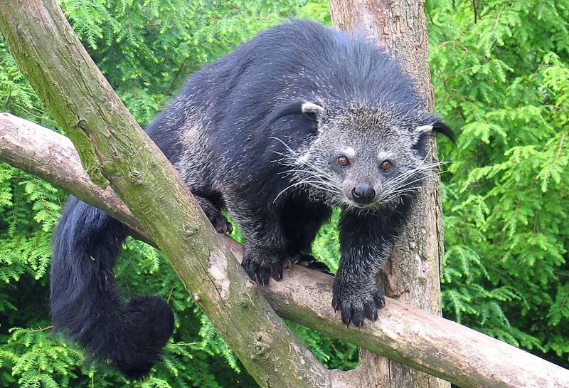 <p>(civet), tail: base is thick and muscular and prehensile, musk popcorn</p>