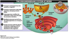 <p>nuclear envelope, ER, golgi apparatus, lysosomes, vacuoles, peroxisomes, plasma membrane </p><p>memory tip: LVEGAN-PPM</p><p>lysosomes, vacuoles,ER, golgi apparatus, nuclear envelope *NOT NUCLEUS*, peroxisomes, plasma membrane</p>