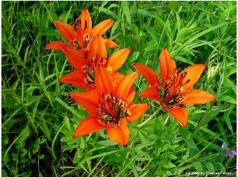 <p>wood lily</p>
