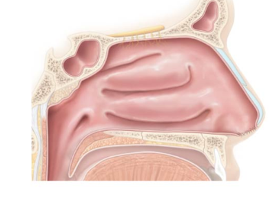 <p>A hollow space framed by bone and <strong>hyaline cartilage</strong> that extends anteriorly from the nostrils to the two <strong>posterior nares</strong>. Functions include</p><ul><li><p>Being the entryway into the respiratory system</p></li><li><p>Warms and humidifies inhaled air</p></li><li><p>Filters debris from inhaled air</p><ul><li><p><strong>Mucosa </strong>(mucous membrane) and nose hair</p></li></ul></li><li><p>Secrete antibacterial substance</p></li><li><p>House olfactory receptors</p></li><li><p>Enhances the resonance of voice</p><ul><li><p>Deepness of voice</p></li><li><p>How you can tell if someone is congested </p></li></ul></li></ul><p></p>