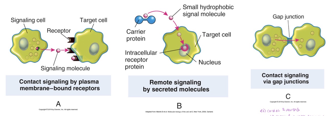 <p>Contact Signaling: via <strong>plasma membrane bound receptor</strong></p><ul><li><p>signaling molecule from signaling cell accepted at receptor site on target cell</p><ul><li><p>ex: fetal development </p></li></ul></li></ul><p>Remote signaling: via secreted molecules</p><ul><li><p>carrier protein transports <em>small hydrophobic signal molecule</em> which accepted by <em>intracellular receptor protein</em> in nucleus of target cell</p></li></ul><p>Contact signaling: via <strong>gap junctions</strong></p><ul><li><p>touch and move</p><ul><li><p>typ of cardiac and neurons requiring electrical current communication and coordination</p></li></ul></li></ul><p></p>