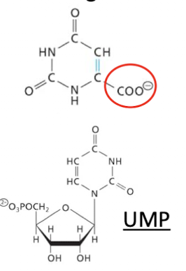<p>Begins with a nitrogenous base called Orotate → formed after a series of 6 reactions that we don’t cover in this course</p><ul><li><p>PRPP is then added to Orotate and then COO (circled in red) is removed from the Orotidine ring to generate Uridine Monophosphate (UMP)</p></li></ul><p></p>