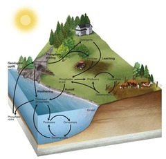 <p>The movement of phosphorous around the biosphere.</p>