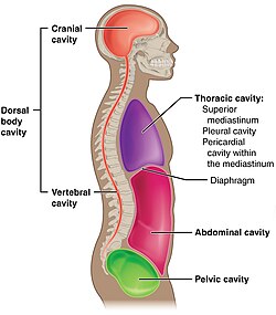 <p>cranial</p><p>spinal</p><p>thoracic</p><p>abdominal</p><p>pelvic</p><p>(note: abd. and pelvic are often referred to as one abdominal pelvic cavity)</p>