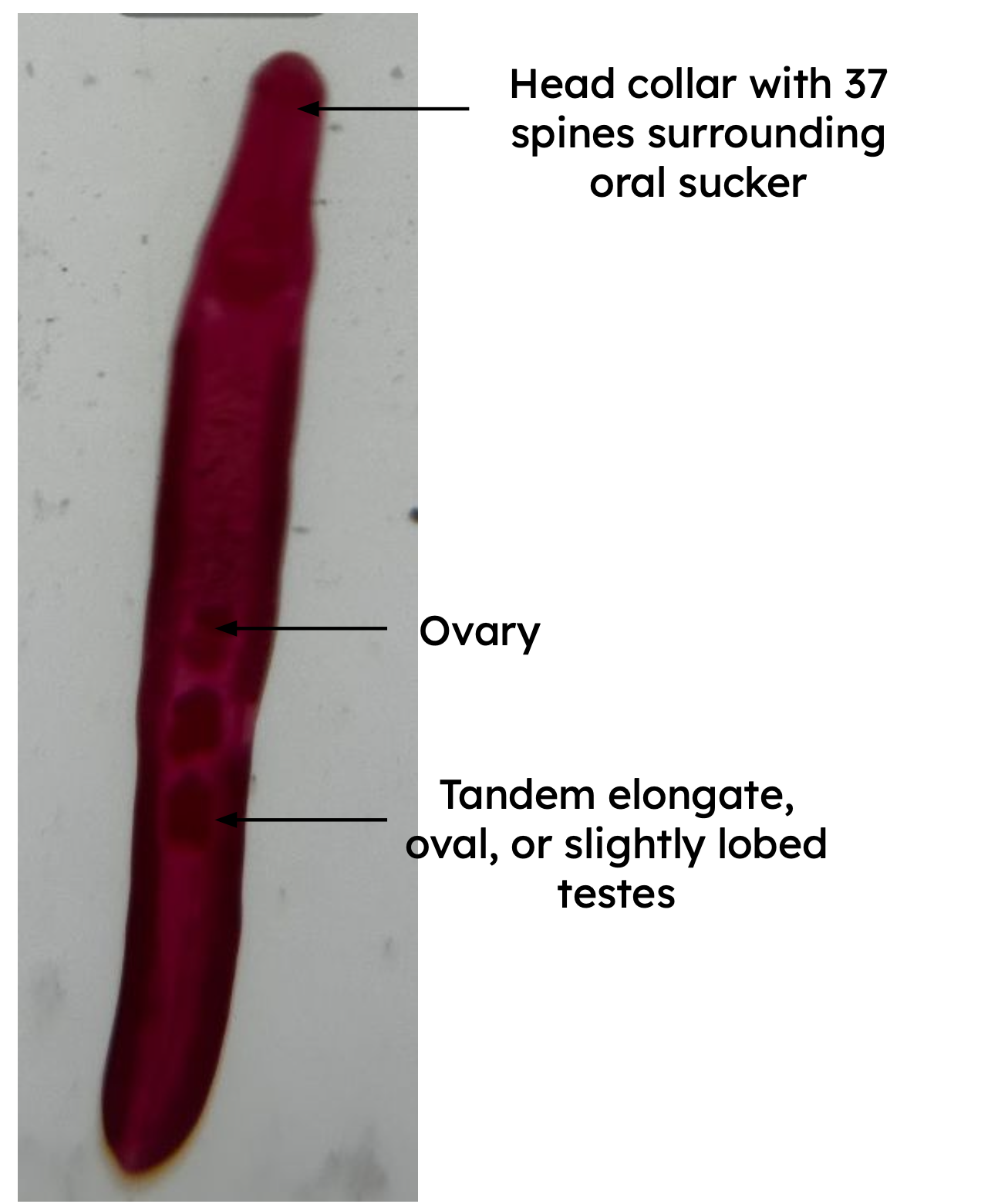 <p>Identification:</p><p>Common name:</p><p>Organ loc:</p><p>Intermediate Host:</p><p>Definitive Host:</p><p>Family: </p>