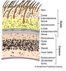 <p>pericranium (aka periosteum)</p>