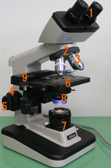 <p>Identify parts of microscope</p>