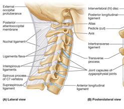 <ul><li><p><span style="font-family: "Century Gothic";">Merges with the supraspinous at the back of the neck</span></p></li><li><p><span style="color: red;"><strong>Strongest</strong> median ligament of the neck</span></p></li><li><p><span style="font-family: "Century Gothic";">Extends from <strong>external occipital proturbance </strong>and posterior border of <strong>the foramen magnum </strong>to the spinous process in the cervical vertebrae (C2 to C7)</span></p></li><li><p><span style="color: red;"><strong>Replaces the supraspinous ligament</strong></span><strong> </strong>in the cervical region</p></li><li><p><span style="font-family: "Century Gothic";">Provides muscle attachment</span></p></li><li><p><span style="font-family: "Century Gothic";">Helps </span><strong>support the head and limit cervical flexion</strong></p></li></ul><p></p>