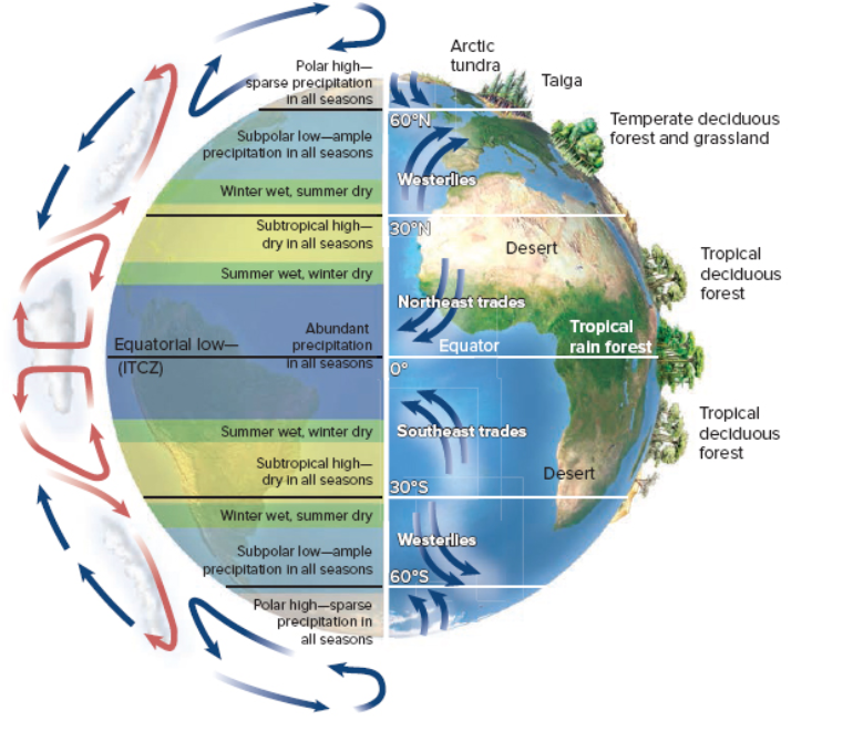 <p>Based on the three-cell model of global air circulation shown in the figure, where would you be most likely to find a plant species that is very drought tolerant, but not cold tolerant?</p>
