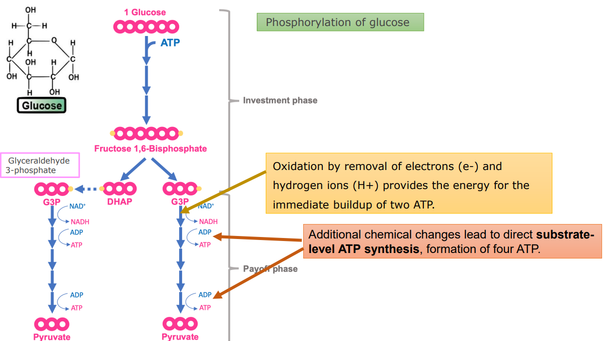 <p>Inputs:</p><ol><li><p>1 (6C) Glucose</p></li><li><p>2 NAD<sup>+</sup></p></li><li><p>2 ATP</p></li><li><p>4ADP + 2AP</p></li></ol><p>Outputs:</p><ol><li><p>2 (3C) Pyruvate</p></li><li><p>2 NADH</p></li><li><p>2 ADP</p></li><li><p>4 ATP Total</p></li></ol><ul><li><p>2 ATP net gain</p></li></ul><p></p><p>Location: Takes place in the cytosol </p><p></p>