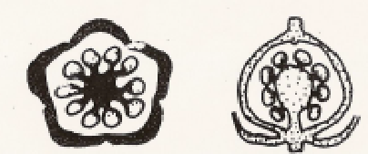 <p>ovules attached to a free-standing column in the center of a single-locule ovary</p>