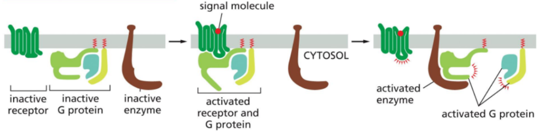 <ul><li><p><span style="background-color: transparent;">A large family of cell-surface receptors.</span></p></li><li><p><span style="background-color: transparent;">They are composed of a single polypeptide chain that spans the plasma membrane 7 times. (7 transmembrane helices).</span></p></li><li><p><span style="background-color: transparent;">These receptors detect extracellular signals and transmit them into the cell by interacting with G proteins on the cytosolic side.</span></p></li><li><p><span style="background-color: transparent;">Their function is to transmit signals by activating G proteins, which then regulate enzymes or ion channels inside the cell.</span></p></li></ul><p></p>