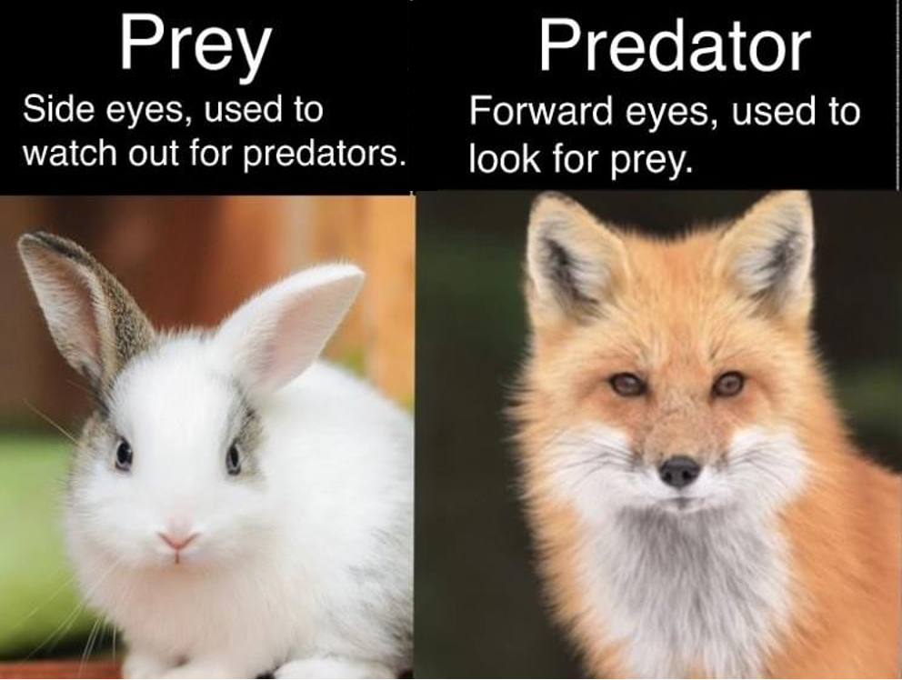<ul><li><p>Predators evolve strategies to capture prey</p></li><li><p>Prey evolve strategies to avoid predation</p><ul><li><p>Specific strategies have the ability to benefit organisms</p><p>in both preying on other organisms and avoiding being</p><p>preyed upon.</p><ul><li><p><span>Look at eye position, trait that has evolved over time to help categorize</span></p></li></ul></li></ul></li></ul><p></p>