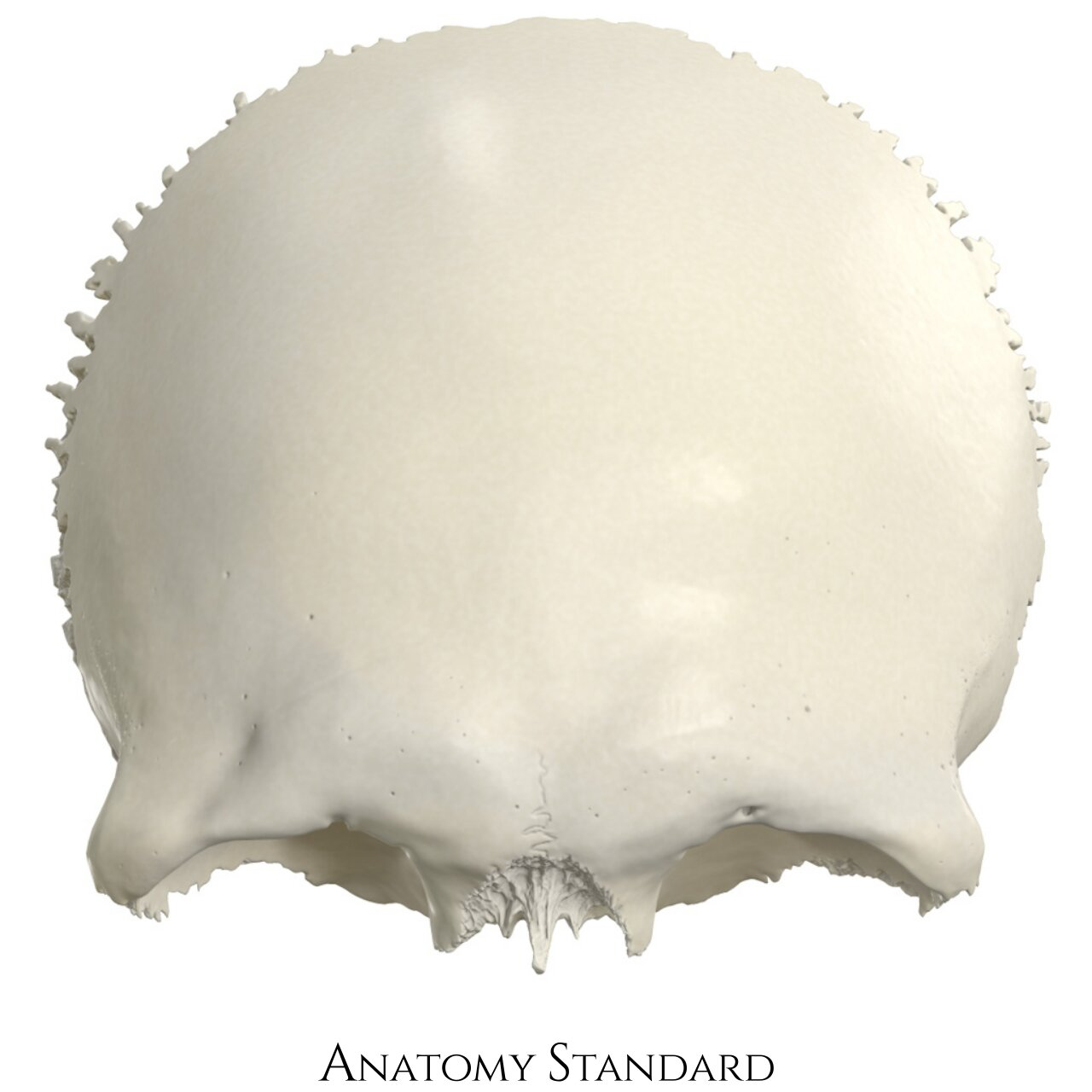<p>What is this cranial bone?</p>