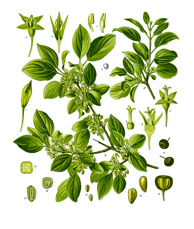<p>Getapel   (KÄNN IGEN PÅ BLAD)(Buske/litet träd)(Gröna blommor)</p>