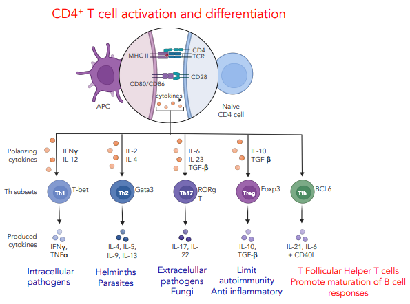 <p>different cytokines stimulate different T cell responses</p>