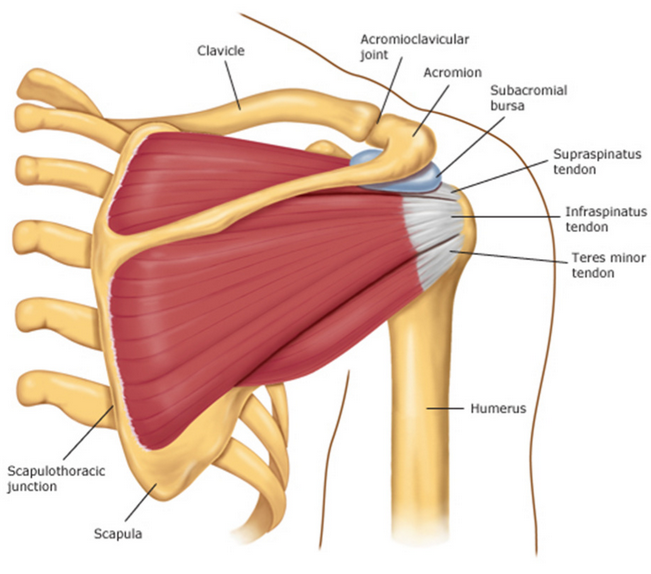 <ul><li><p><strong>origin: </strong>supraspinous fossa of scapula </p></li><li><p><strong>insertion: </strong>greater tubercle of humerus </p></li><li><p><strong>main actions: </strong>ABduction</p></li><li><p><strong>innervation: </strong>suprascapular</p></li></ul><p></p>