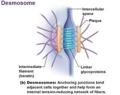 <p>desmosomes</p>