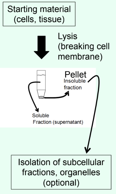 <p>What is the pellet vs supernatant in centrifugation?</p>