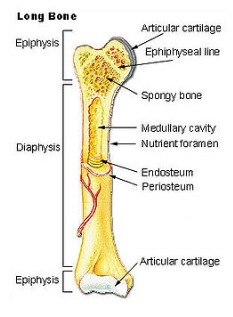 <ul><li><p>Epiphysis</p></li><li><p>Diaphysis</p></li><li><p>Epiphysis</p></li></ul><p></p>