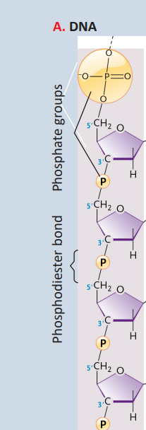 <p>Phosphodiester bond<br>Phosphate of one bond connects with the 3’ of one, and the 5’ of the other</p>