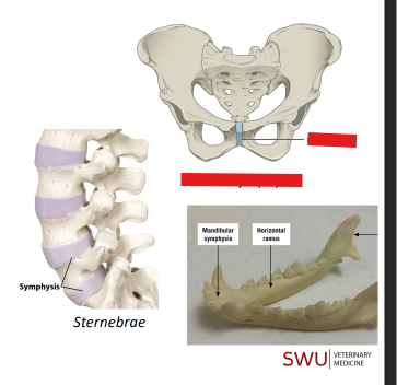 <p>Q: Examples of symphysis include the sternebrae, mandibular symphysis and the …… </p><p>A. pelvic symphysis </p><p>B. zygomatico-maxillary suture </p><p>C. antebrachial interosseous membrane </p><p>D. alveoli</p>