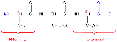 <p>What direction do amino acid chains run?</p>