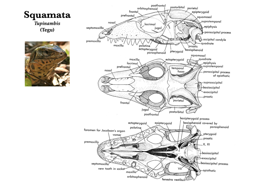 <ul><li><p>deep (stretches up → height, allows for more openings)</p></li><li><p>two openings: bilateral symmetric (primitive)</p></li><li><p>orbit: eye opening in skull</p></li><li><p>external choana: nasal opening (not naris)</p></li><li><p>single occipital condyle (primitive)</p></li></ul><p></p>