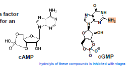 <p>aim = inhibition of PDE5</p><ul><li><p>there are 7 different types of PDE5 in the body</p></li><li><p>3 of them are able to selectively hydrolyse cGMP to GMP or cAMP to AMP</p><ul><li><p>therefore selectivity is often more important than potency</p></li><li><p>the structure of the sildenafil should be similar to that of the enzyme substrates (cGMP and cAMP)</p></li></ul></li><li><p>PDE5 can be found in several parts of the human body</p><ul><li><p> vascular and visceral smooth muscle are the ones responsible for erection</p></li></ul></li></ul><p></p><p></p>