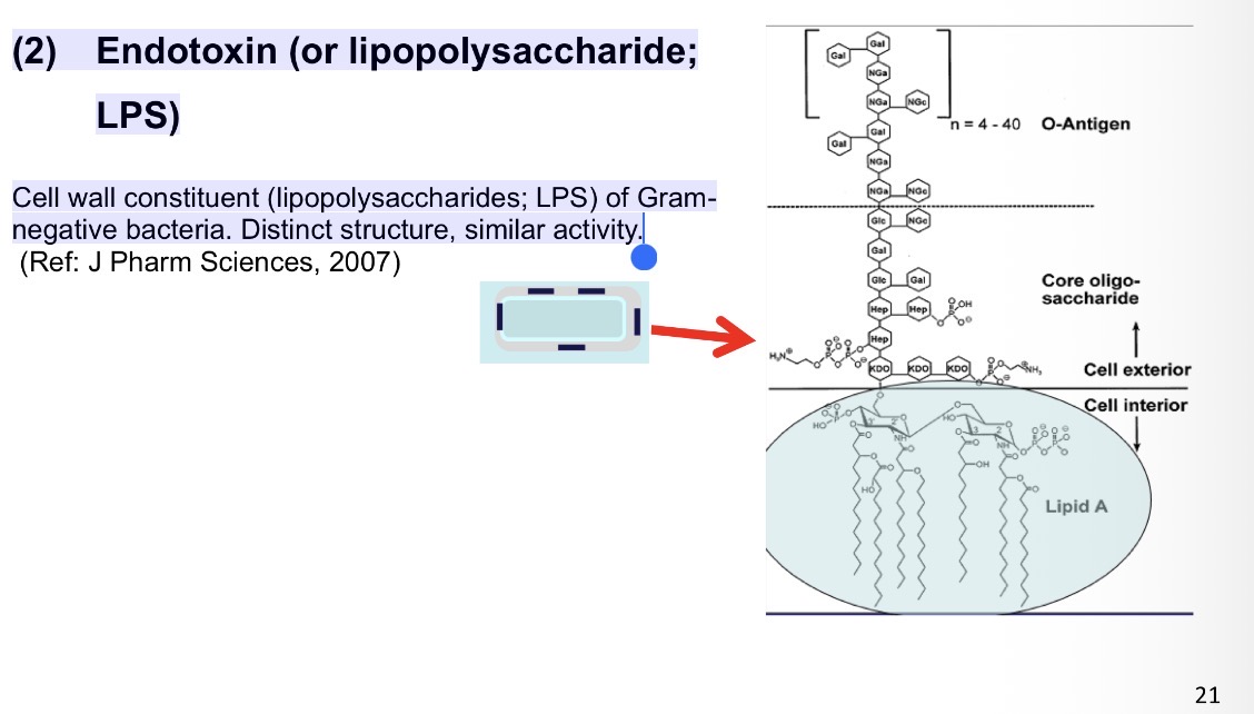 <p><strong><u>Obj. 2</u></strong></p><p>Differentiate the four main types of infectious disease - <strong>toxigenic</strong>, extracellular, facultative intracellular, obligate intracellular-including their basic characteristics, common pathogens, and the most important host defenses.</p><ol><li><p><strong><u>Toxigenic Infections</u></strong></p></li></ol><ul><li><p>(1) Exotoxins</p></li><li><p>(2) Endotoxins</p></li></ul><p></p>