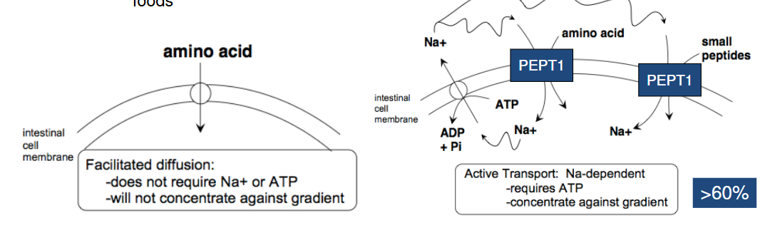 <p>Facilitated diffusion</p><p>Active transport **</p><ul><li><p>NA dependent transporter (needs ATP)</p></li></ul><p>Absorbed through the PEPT1 </p><p></p>