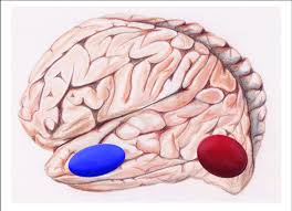 <p>Gespecialiseerd deel van de gyrus fusiformis dat zich ontwikkelt door leeservaring en zorgt voor snelle en automatische herkenning van geschreven woorden.</p>