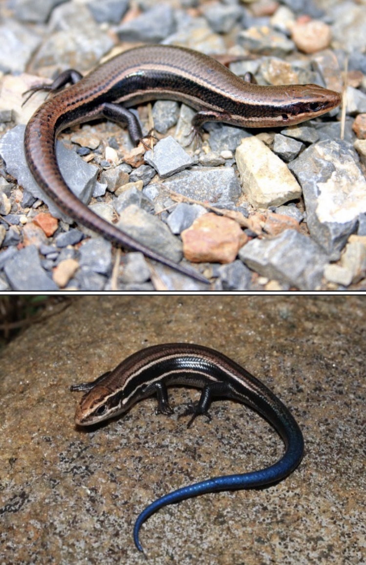<p>Common Name: Coal Skink</p><p>Family: Scincidae</p><p>ID: shiny, smooth, overlapping scales; broad dark stripes (4 scale rows wide) and two yellow stripes along each side; single postmental scale on lower jaw; 6-7 labial scales</p><p>Restricted range mostly SE KY</p><p>SGCN</p>