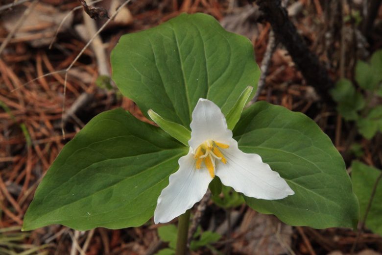 <p>Western Trillium</p>