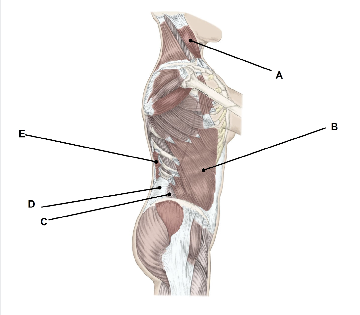 <p><span>Match the appropriate term with the landmark or structure (A-E) identified in the picture below. Answers are used once and there are incorrect choices. NO partial credit.</span></p>