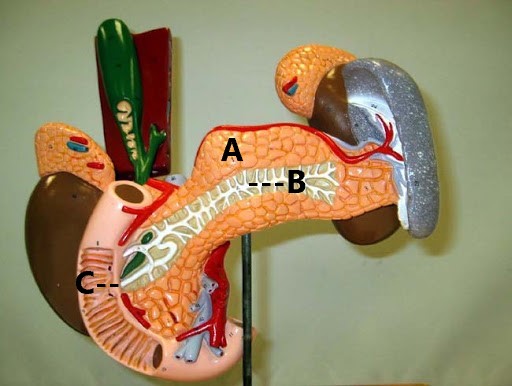 <p>C</p>
