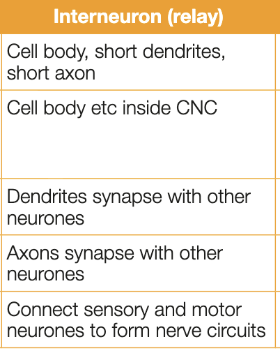 <ul><li><p>located in the CNS, transmits information from sensory. neurons to motor neurons</p></li><li><p>have short axons as they enable connections between sensory and motor neuron</p></li></ul><p></p>