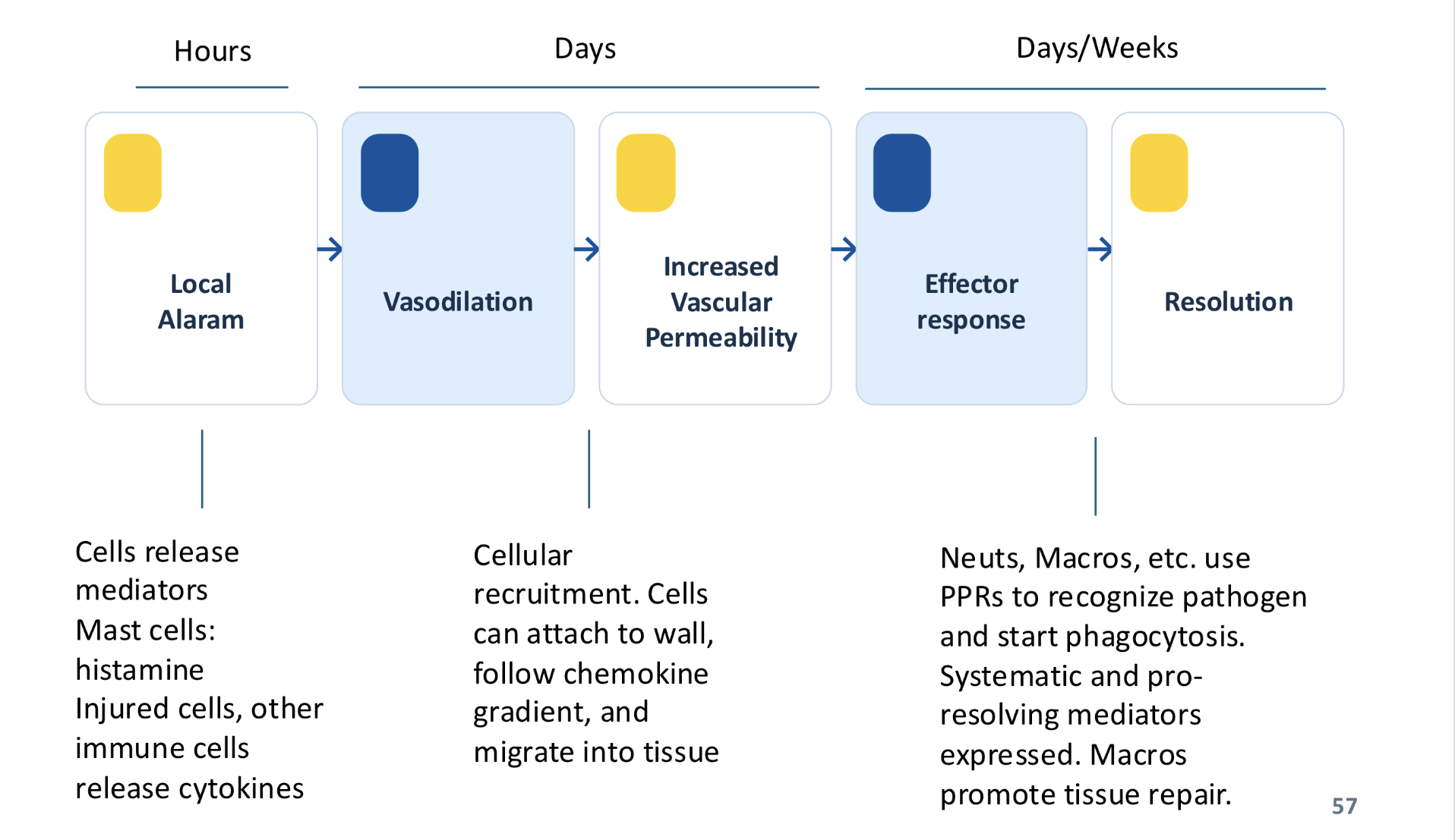 <p><u>Local alarm</u> (w/i hrs) - cells release mediators; Mast cells release histamine; Injured cells, other immune cells release cytokines</p><p><u>Vasodilation</u> (days) </p><p>—Cellular recruitment. Cells attach to wall, follow chemokine gradient, and migrate into tissue</p><p><u>Increased Vascular permeability</u> (days)</p><p><u>Effector response </u>(days/weeks)</p><p>—neuts, macros, etc. use PPRs to recognize pathogen and start phagocytosis. Systematic and pro-resolving mediators expressed. Macros promote tissue repair. </p><p><u>Resolution</u> (days weeks)</p>