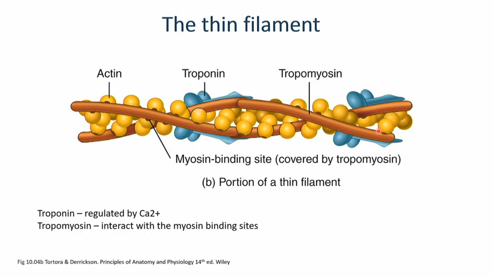<p>composed primarily of globular actin proteins, the filaments are composed of a double stranded helical actin chain (polymers), troponin and tropomyosin are regulatory proteins associated with actin in skeletal and cardiac muscle</p>