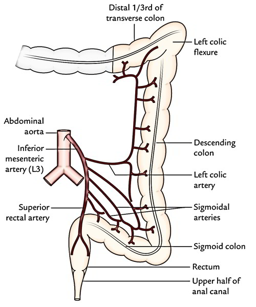 <p>inferior mesenteric artery</p>