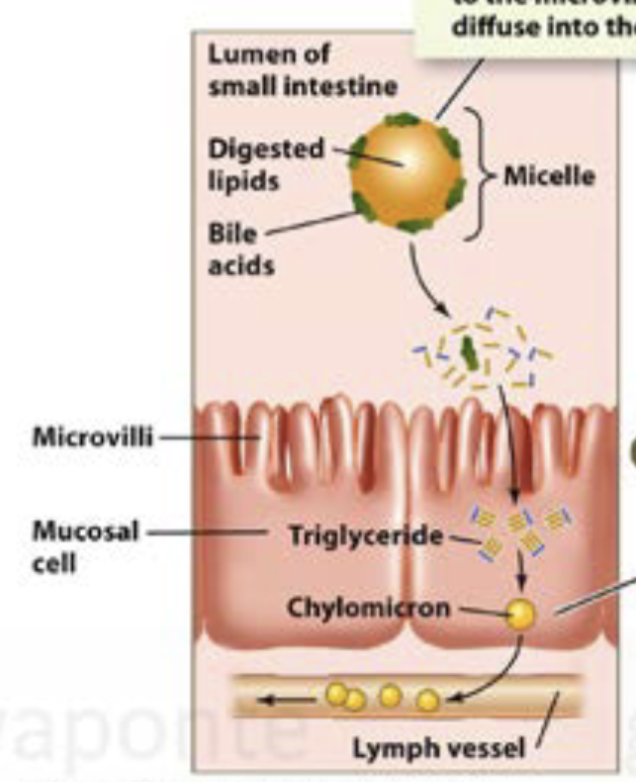 <p>In the small intestine, the products of fat digestion and bile acids form micelles, which move close enough to the microvilli to allow lipids to diffuse into the mucosal cells. Inside the mucosal cells, fatty acids and monoglycerides are reassembled into triglycerides and incorporated into lipid transport particples, which enter the lymph. </p>