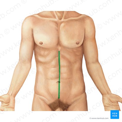 <ul><li><p>linea alba</p></li></ul><p></p>