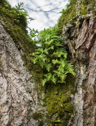 <p>Polypodium glycyrrhiza</p>