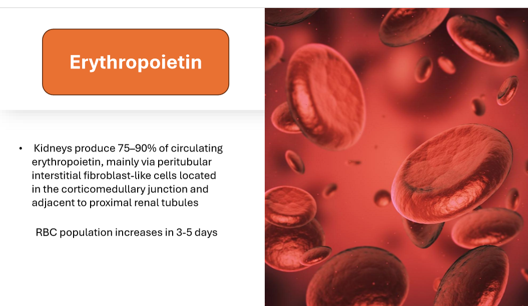 <p>Erythropoietin </p>