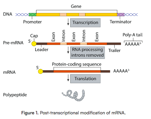 <ol><li><p>transcription</p></li><li><p>Adding a 5’ cap and a poly-A tail (protects mRNA from degradation)</p></li><li><p>Splicing (removing introns and joining exons to make mature mRNA) using spliceosomes</p></li></ol><p></p>