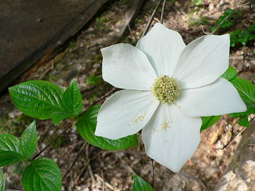 <p>Cornus nuttallii</p><p></p>