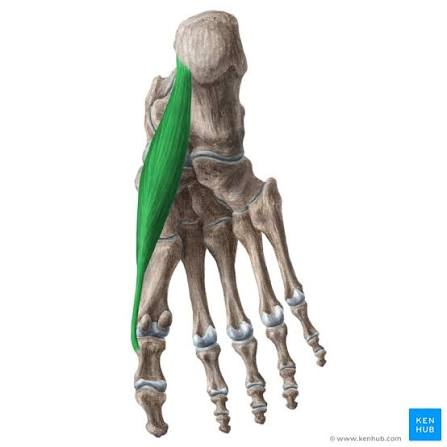 <p>O: medial tubercle calcaneal tuberosity</p><p>I: medial side of base of 1st proximal phalanx</p><p>A: abducts 1st digit at MTP</p><p>N: medial plantar n (L5-S1)<br>B: medial plantar a. </p>