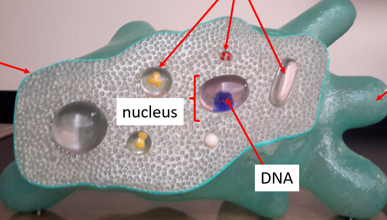 <p>Protista</p>