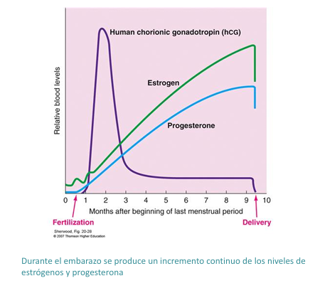 <ul><li><p>Genera laxitud de musculatura lisa, ligamentos y tejido conectivo.</p></li><li><p>Bloquea la inflamación y la respuesta inmunitaria (contra la placenta). Induce termogénesis.</p></li><li><p>Útero: </p><ul><li><p>activa la secreción, disminuye la contractilidad e induce la formación del tapón mucoso cervical, así como promueve la secreción en el revestimiento mucoso de las trompas de Falopio</p></li></ul></li><li><p>Mama: </p><ul><li><p>formación de los alveolos de la glándula mamaria e inhibición de la lactancia durante el embarazo</p></li></ul></li><li><p>Cardiovascular: </p><ul><li><p>acción cardioprotectora.</p></li></ul></li><li><p>Sistema nervioso: </p><ul><li><p>facilitan el mecanismo de inhibición sináptica (efecto sedativo, analgésico, anestésico y anticonvulsivo).</p></li></ul></li></ul><p></p>